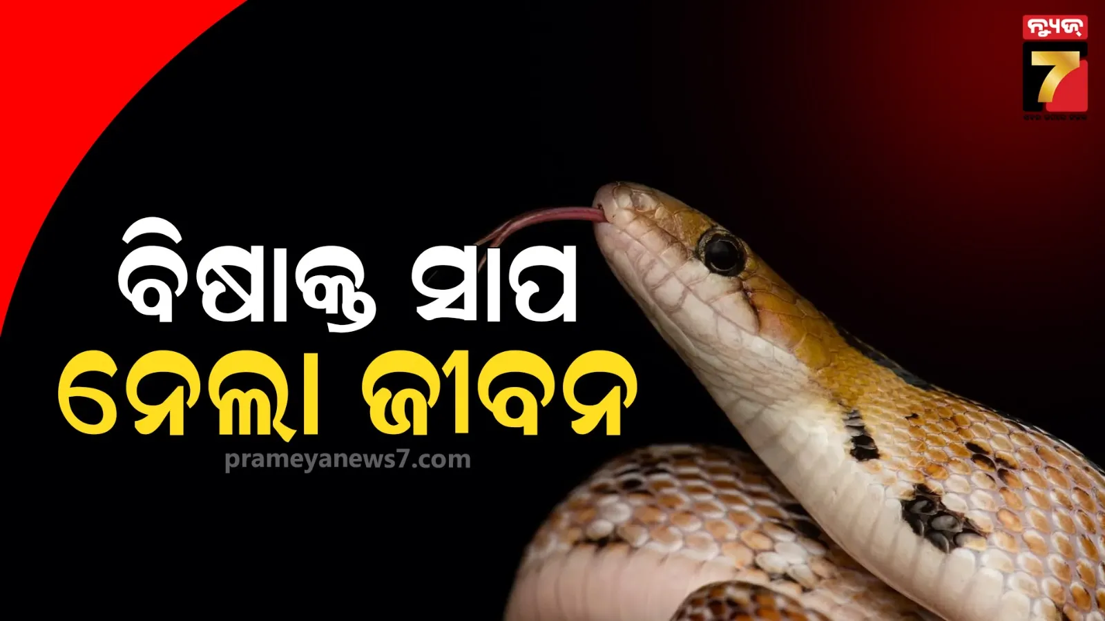 snake